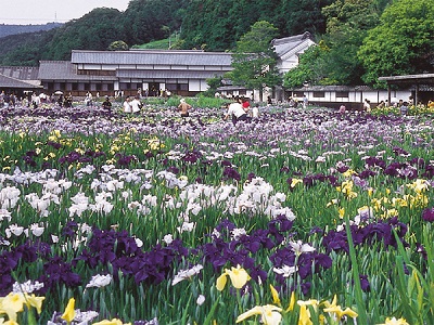 Kamo Hanashoubu En Other Anidb